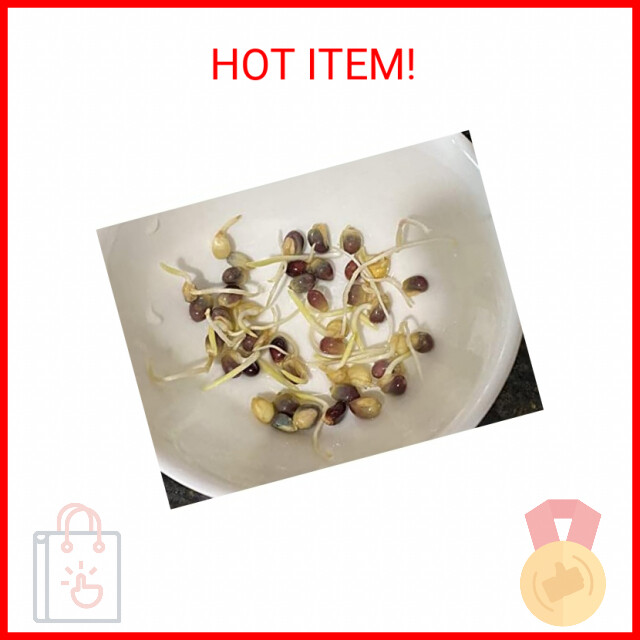 100+ Glass Gem Corn Seeds Non-GMO Popcorn Delicious Jewel-Toned, Glass-Like Kern