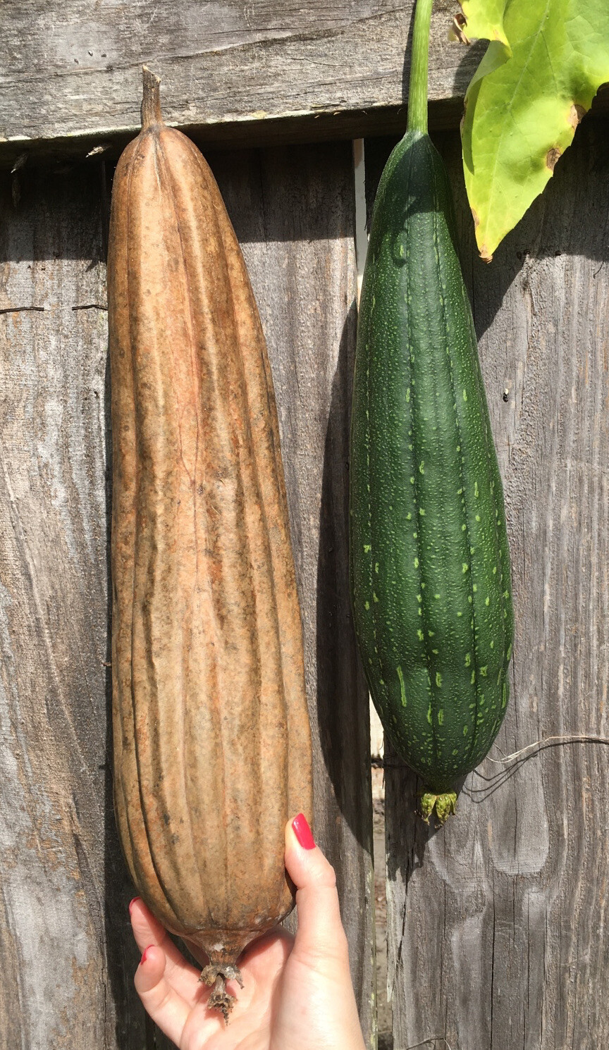 Heirloom Luffa SEEDS Vegetable Loofah Gourd Sponge Dishcloth USA Florida Grown