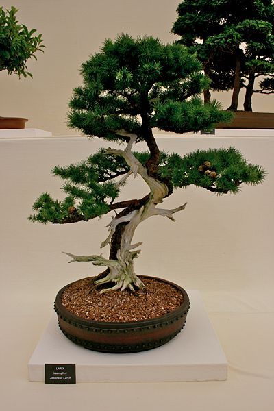 Japanese Larch, (Larix kaempferi) Larix leptolepis, Tree Seeds, (Fall Color)