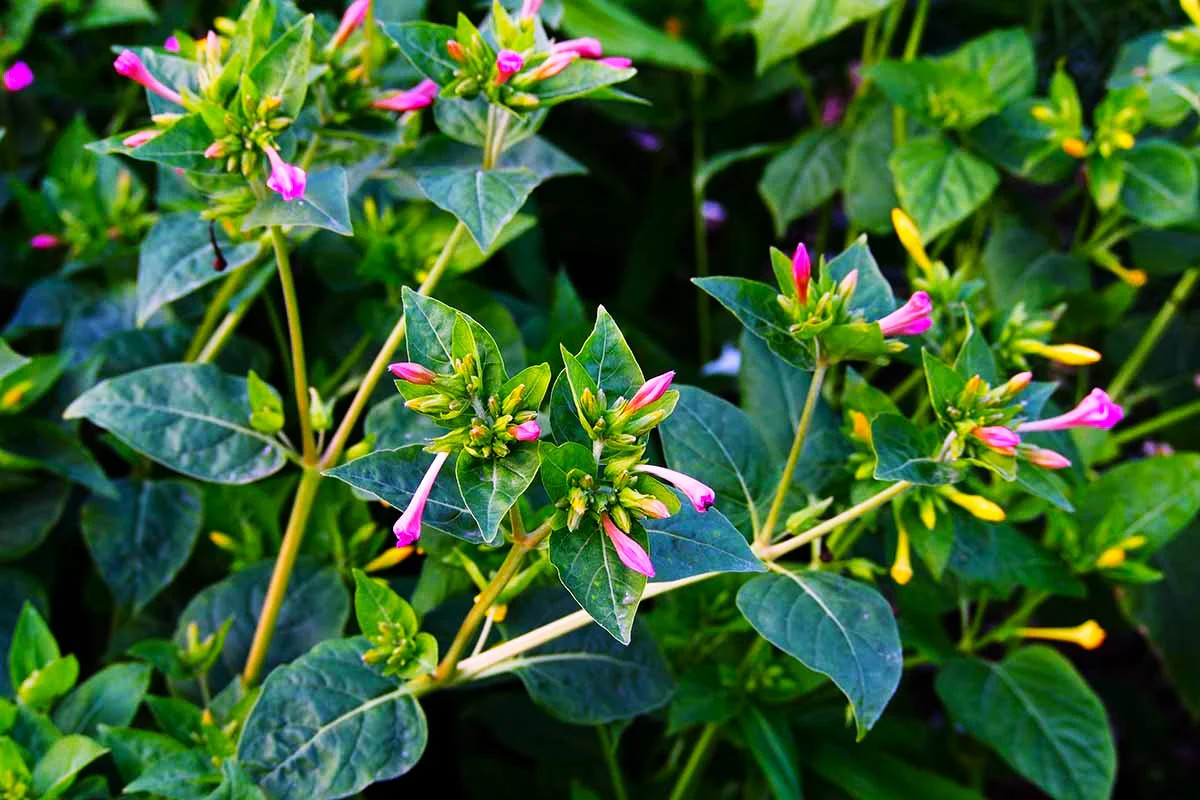 Solid Colors Mix Four O’ Clock Seeds | Mirabilis Rainbow Mixed Flower Seed 2025