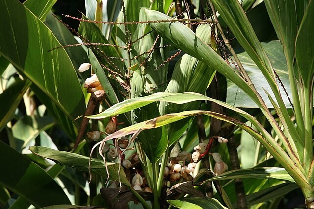 Alpinia zerumbet | Shell Ginger | 10 Seeds