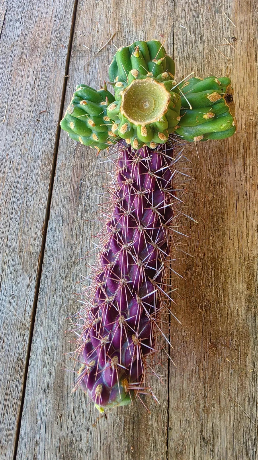 2 Cutting New! Rare Red-Purple Cholla Cactus- Silver Spines – staghorn cholla