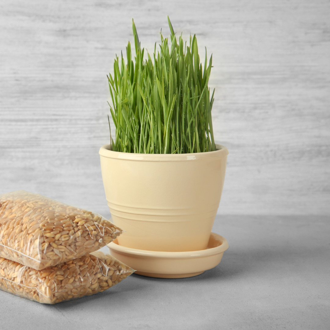 Fresh Cat Grass Seeds | Wheatgrass | Cats | Health | Heirloom Non-GMO | Pets