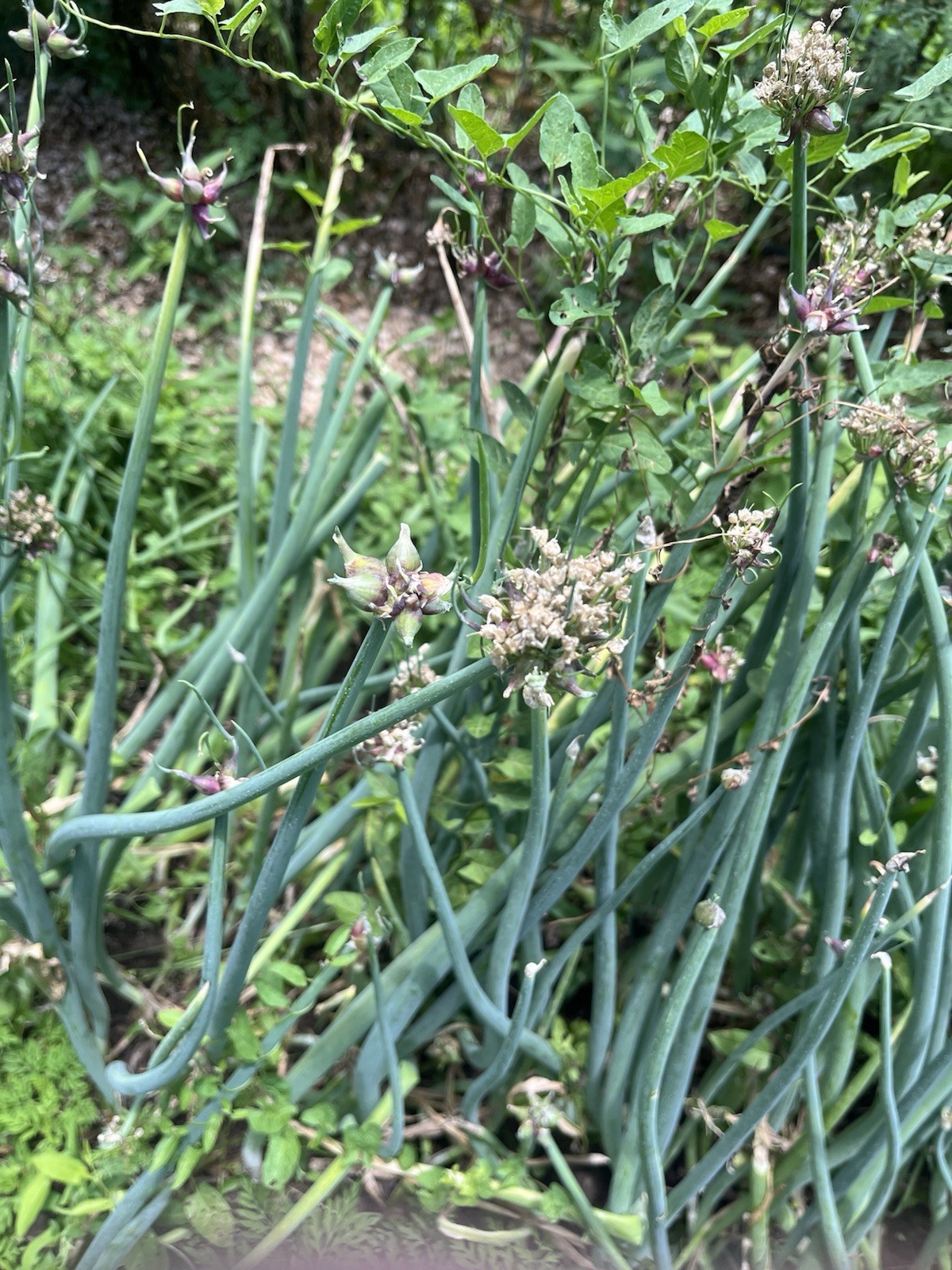 HEIRLOOM ONION BULBILS, RED CATAWISSA EGYPTIAN WALKING ONIONS (10 BULBILS)