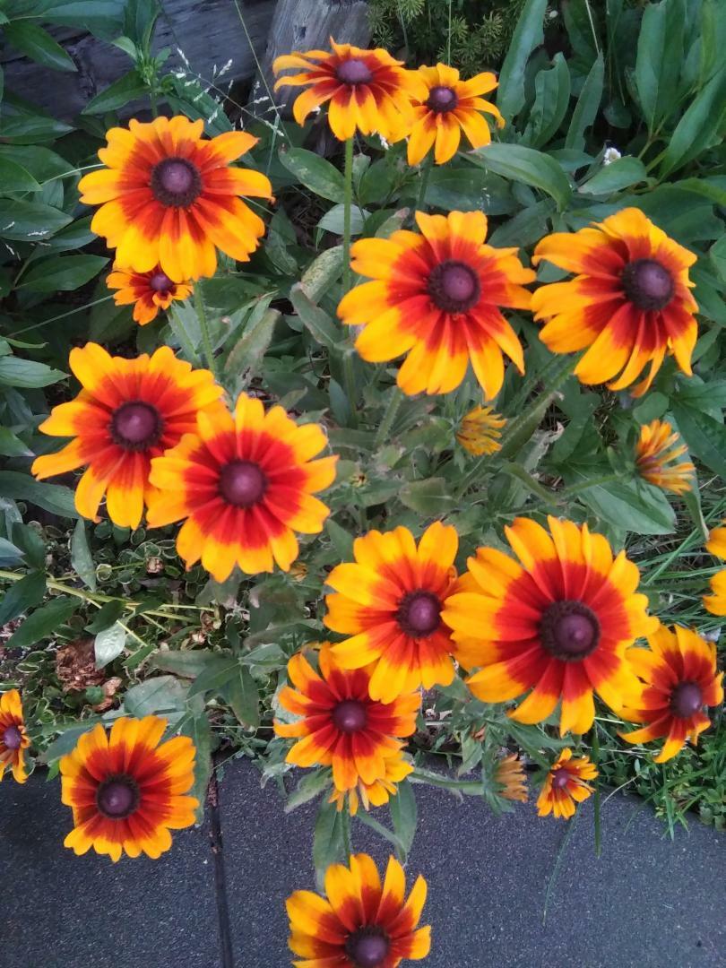 Echibeckia “Summerina” Echinacea x Rudbeckia Cross Seed
