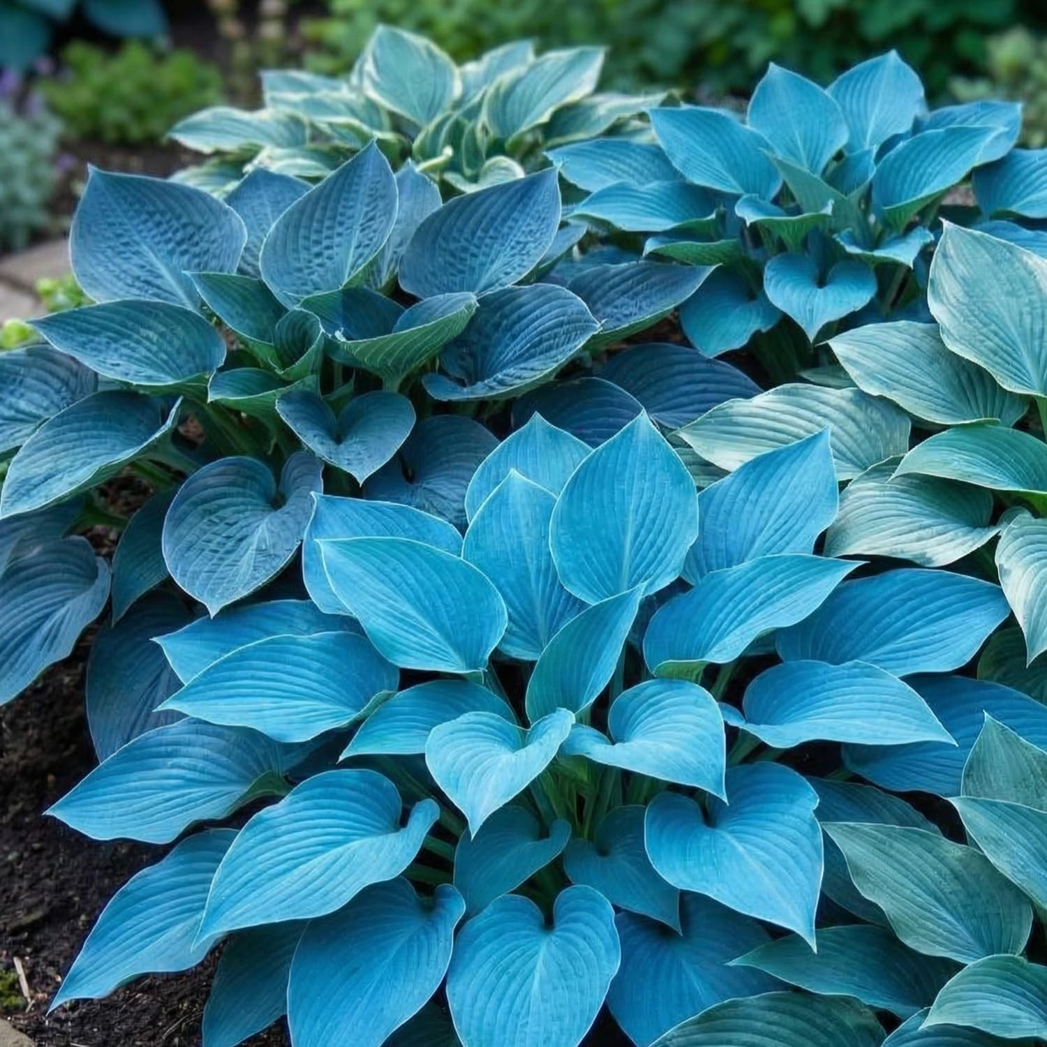Dazzling Hosta Flower Seeds, Over 200 Perennial Seeds Perfect for Any Landscape
