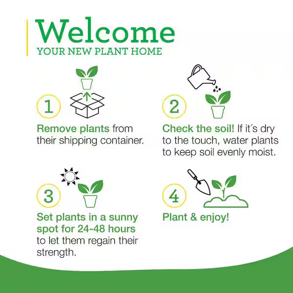 19 Oz. Sweet Mint Herb Plant (2-Pack)