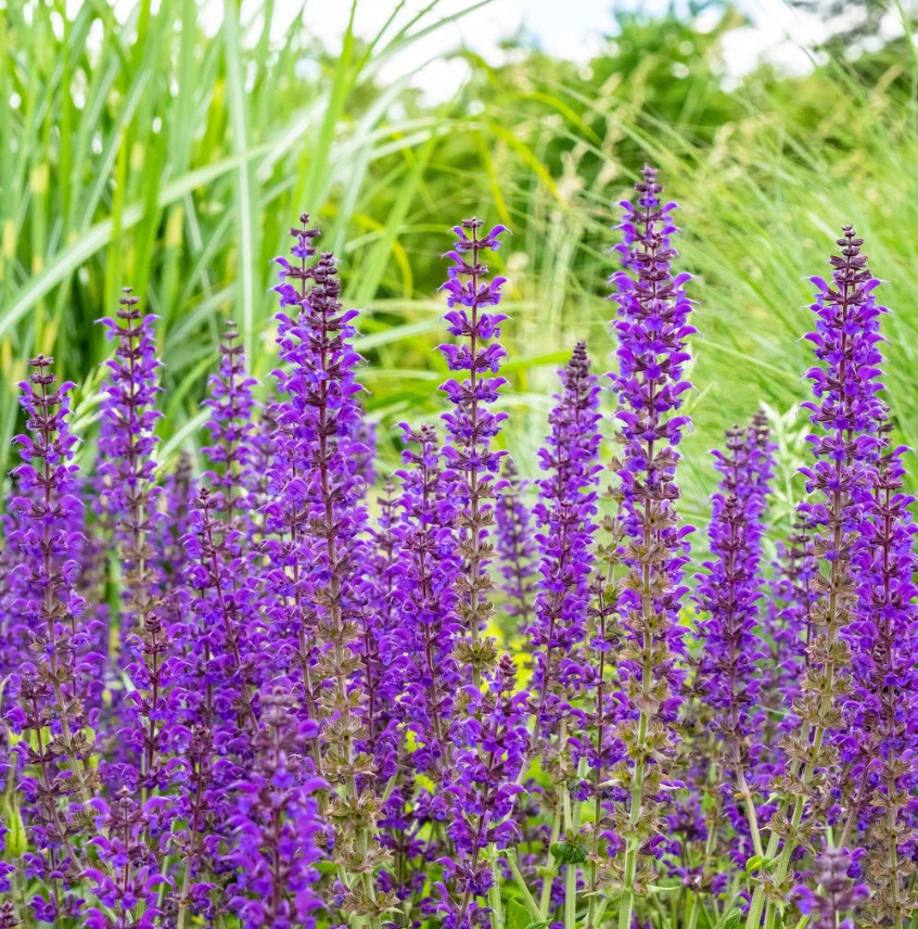Salvia MEADOW SAGE Blue Purple Attracts Bees Hummingbirds Perennial 200+ Seeds!