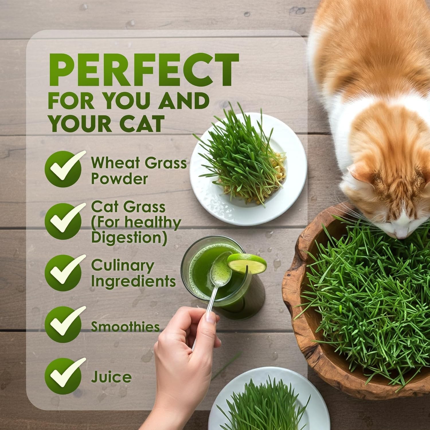 Wheat Grass Seeds – Non-GMO Organic Seeds for Planting, Cat Grass Kit Planter…