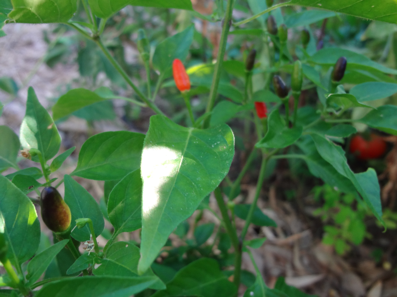 Chile Culebra del Monte, Black Piquin/Chiltepin, Extremely Hot, Rare, 12 SEEDS