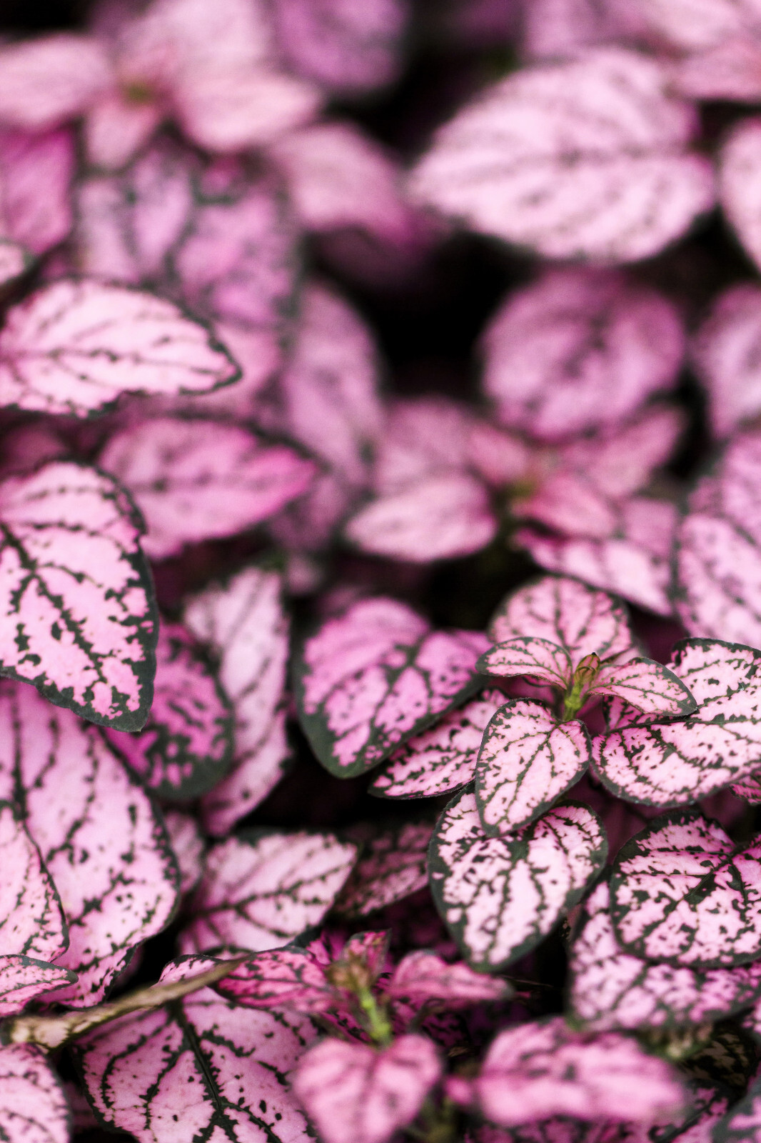 10 Dwarf PINK POLKA DOT PLANT Splash Select Hypoestes Phyllostachya Flower Seeds