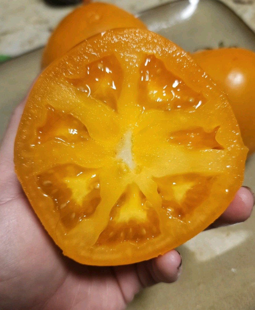 Orange Queen Tomato Seeds (30) / Organic / Florida Grown / Super Rare