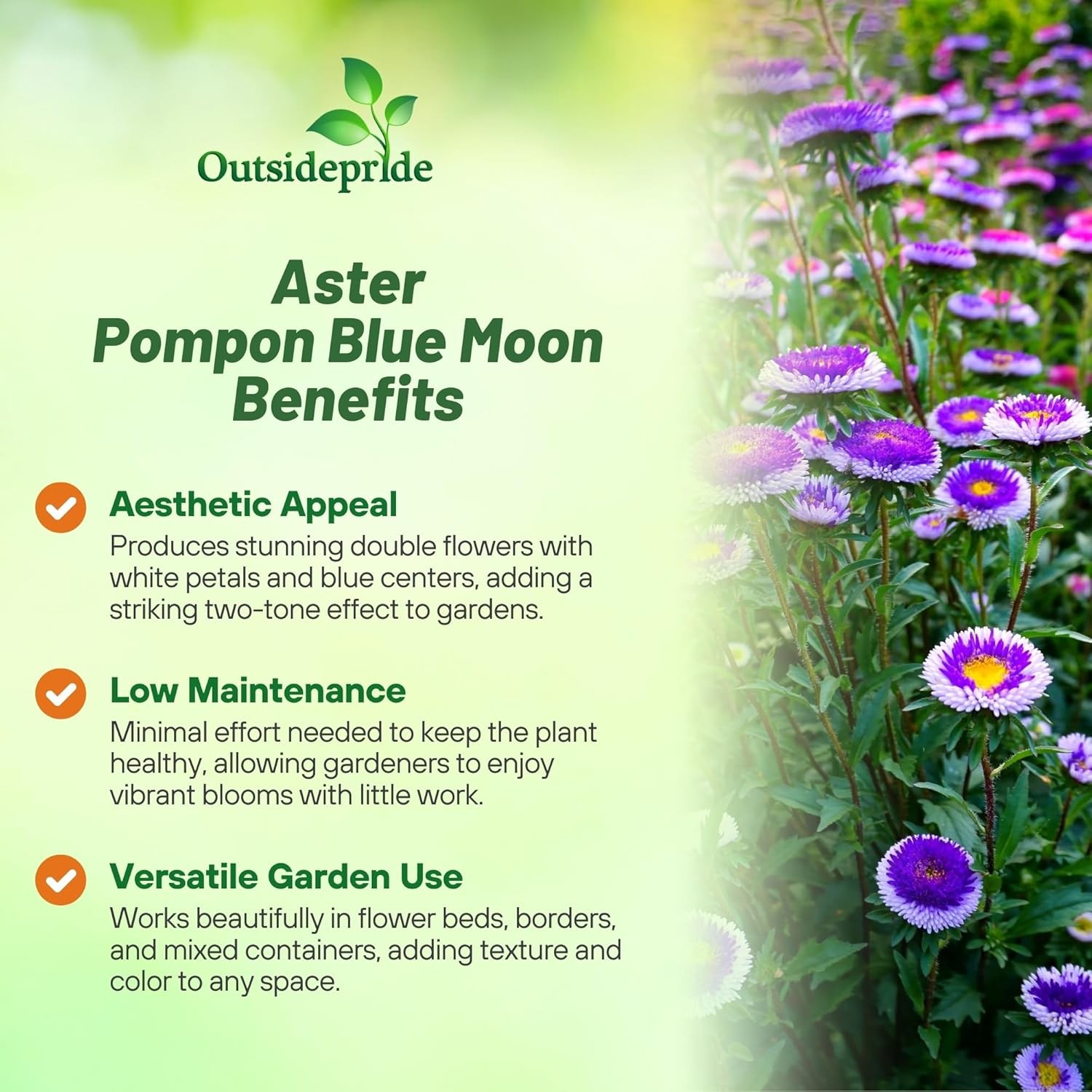 2000 Seeds Aster Seeds – Aster Callistephus Tall Pompon Blue Moon Flower Seed