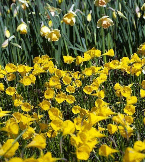 NARCISSUS BULBOCODIUM ‘GOLDEN BELLS’ DAFFODIL FLOWER BULBS~UNIQUE FRAGRANT BLOOM
