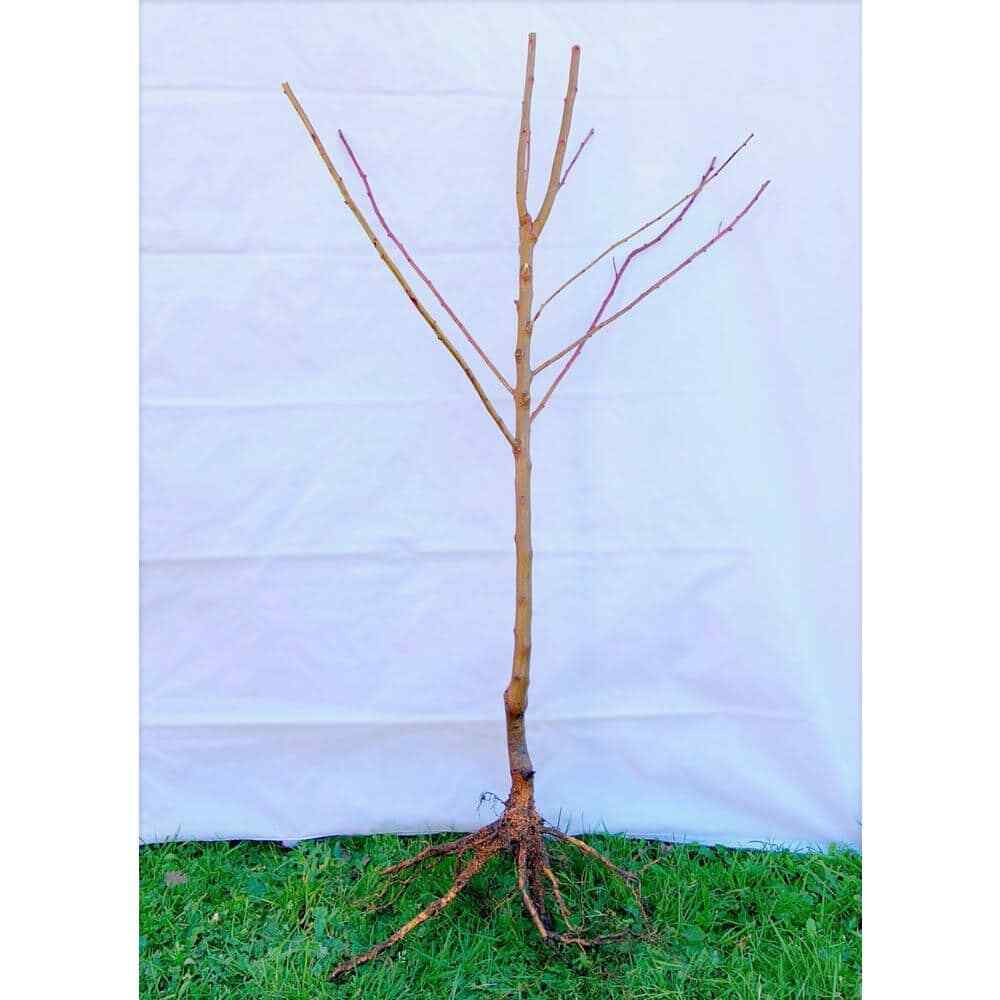 Independence Nectarine Bare-Root Tree 3-4 Feet Tall