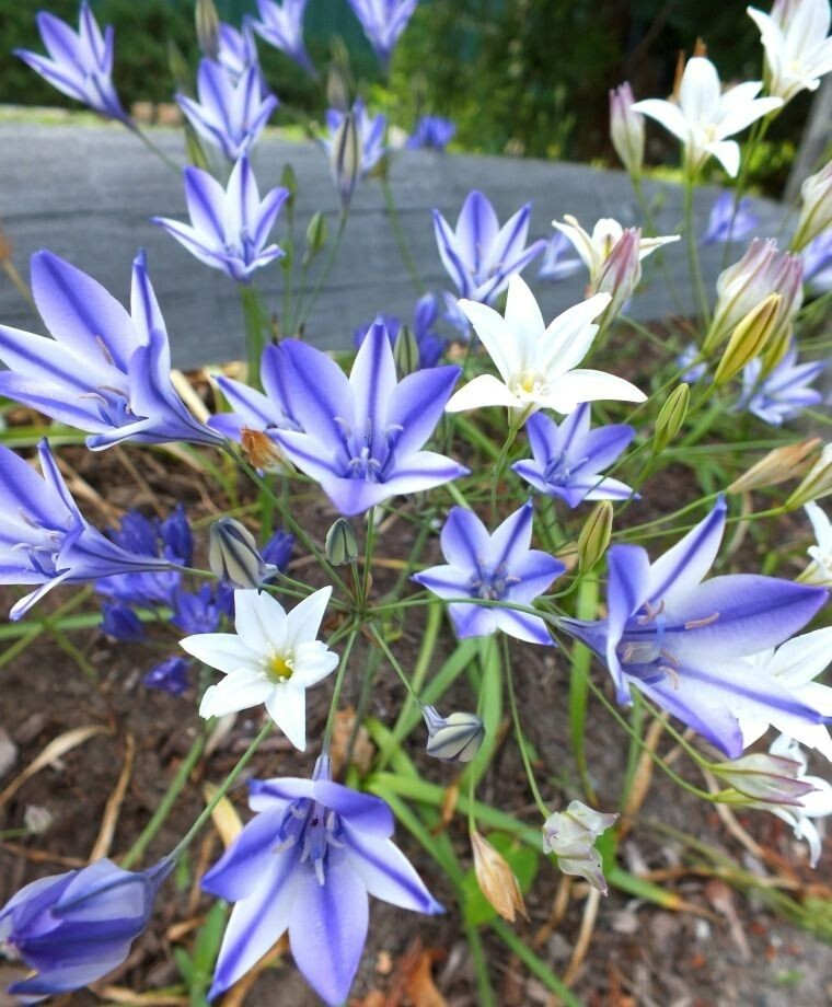 BICOLOR TRIPLET LILY FLOWER BULBS ~BRODIAEA ‘RUDY’~ LATE SPRING/SUMMER BLOOMS!!
