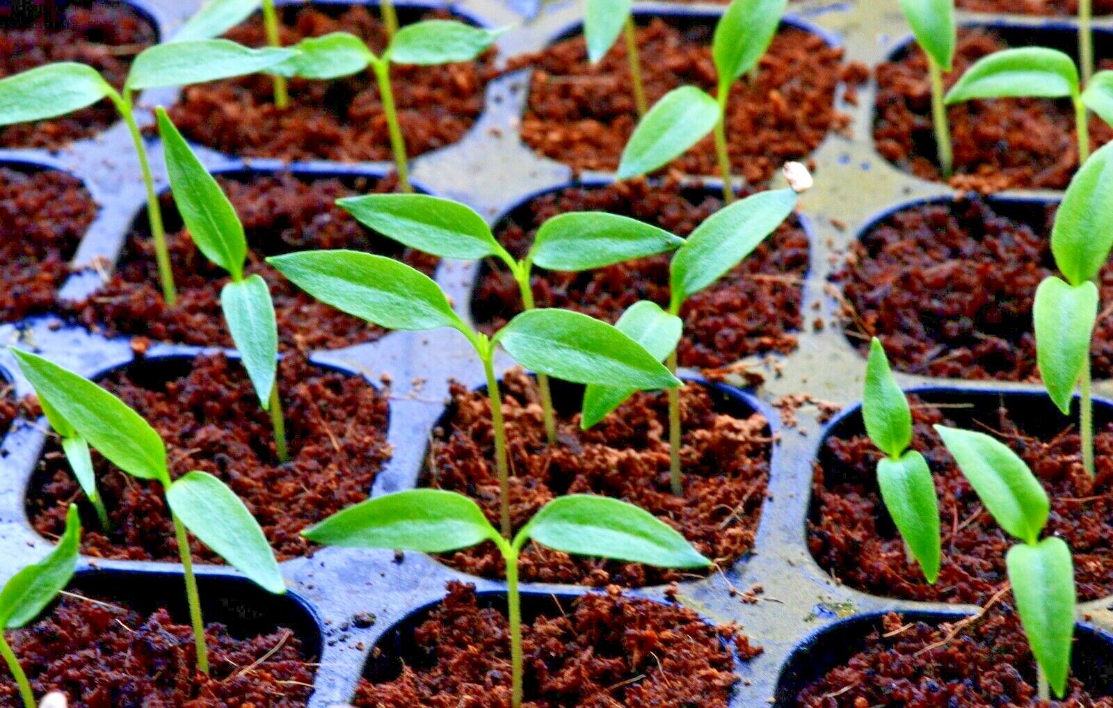 101+CAYENNE Hot Red PEPPER Seeds Organic Summer Vegetable Garden Container Easy