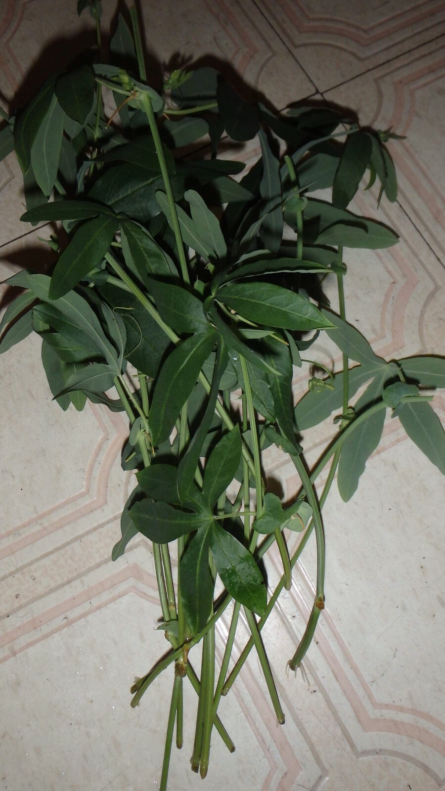Passiflora Caerulea 15 cuttings, Blue Passion flower vine, 6-8 inches long each