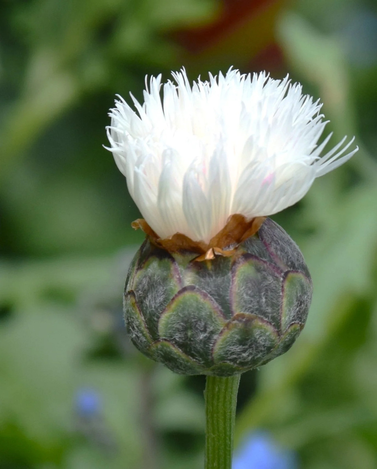 The Bride White Sweet Sultan Seeds – For 2025 Planting Centaurea Amberboa Fluffy
