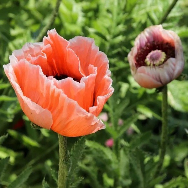 10,000+ Mixed Oriental Poppy Seeds – Perennial Organic Flower Mix – Giant Blooms