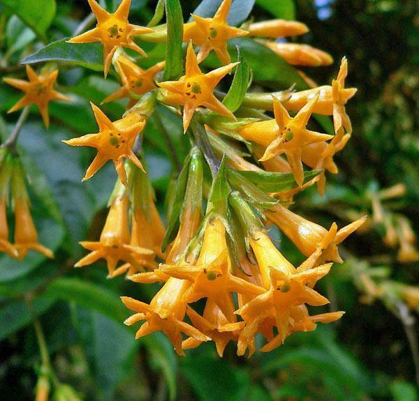 Cestrum auriculatum | Orange Peel or Zest | 5 Seeds