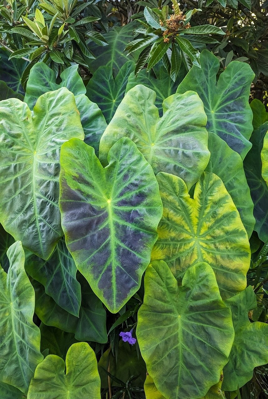 Edible Elephant Ear Taro Colocasia Esculenta Bulbs for Planting or Cooking
