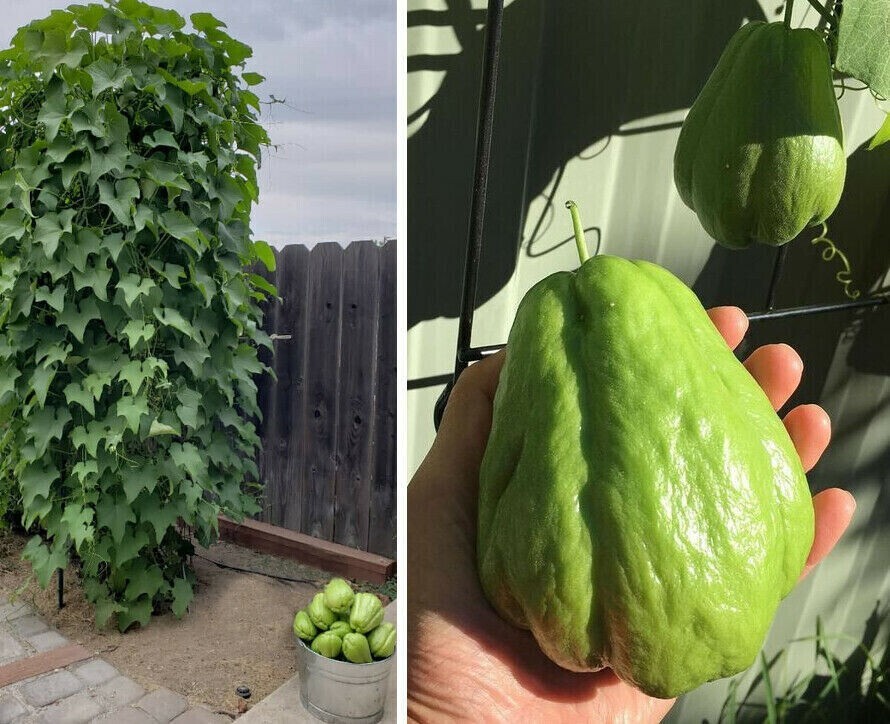 Mirliton Chayote Pear Squash Sechium edule Edible – 1 Whole Fruit for Growing