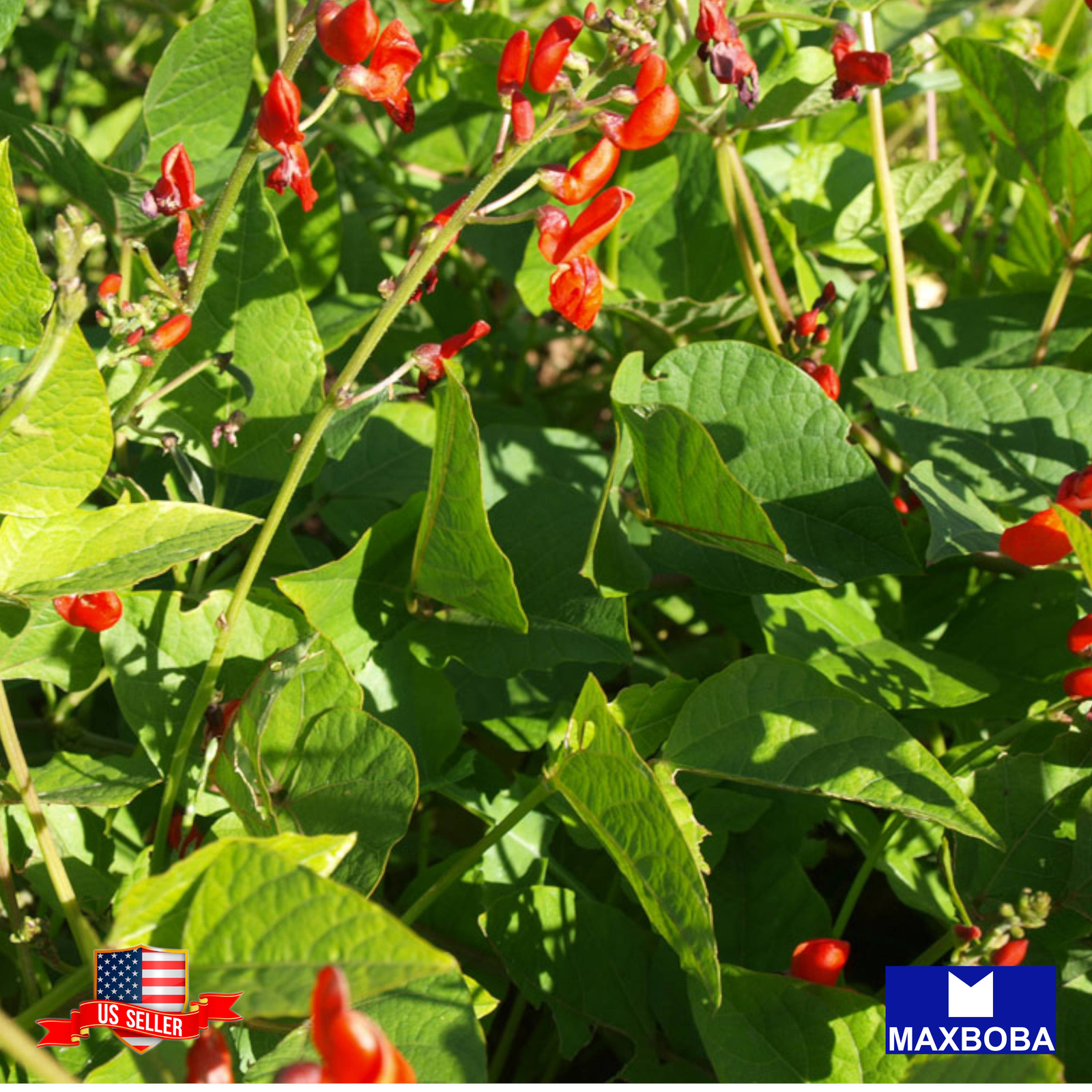 Bean Seeds – Pole – Scarlet Runner Non-GMO Heirloom Garden