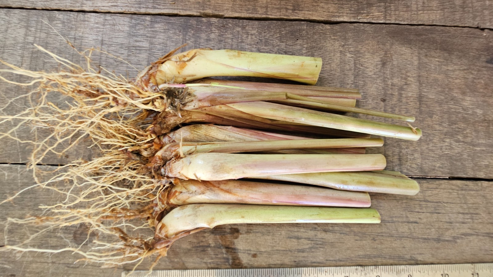 10 Lemongrass Stalks plugs, Cymbopogon Plant , natural herb that repels bugs!