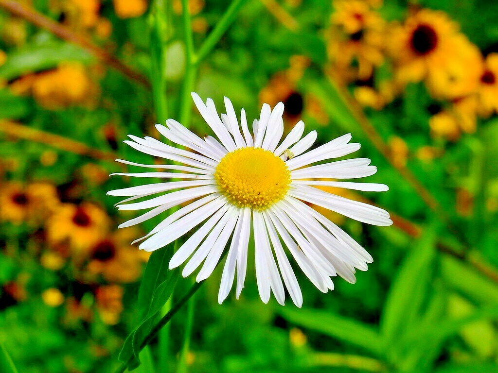 201+FALSE ASTER Seeds Perennial Native Wildflower Poor Soils Summer Fall Garden
