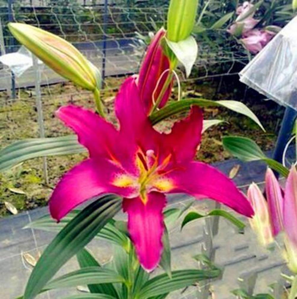20 EXOTIC rare LILY SEEDS for garden flower perennial plant beds USA SELLER USPS