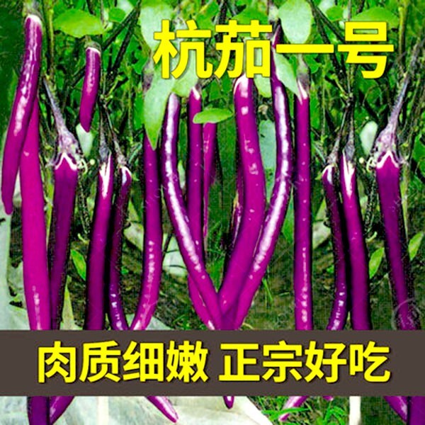200+ Chinese Long Purple Eggplant Vegetable Seeds 中国杭茄一号 2023NEW!