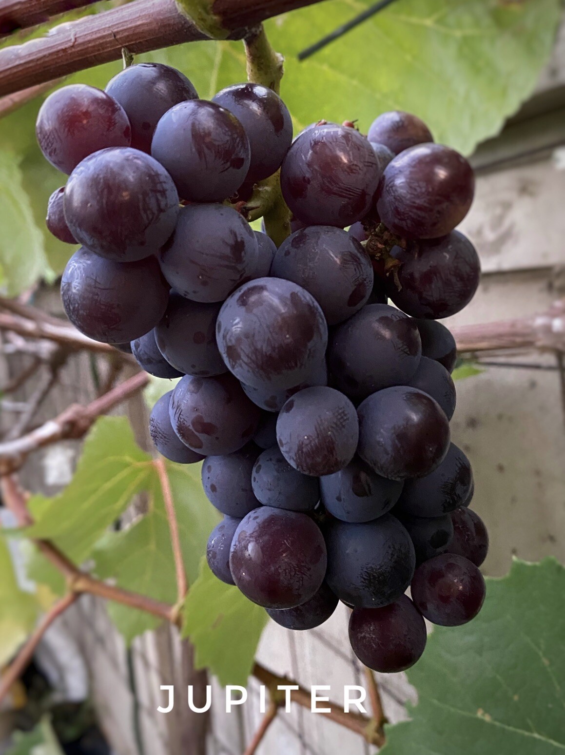 Jupiter seedless grape – 5 healthy cuttings w/ 3 nodes for grafting or rooting