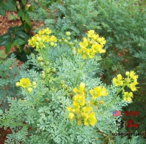 Rue 150 Seeds (Ruta Graveolens) Heirloom – Non GMO – Open Pollinated