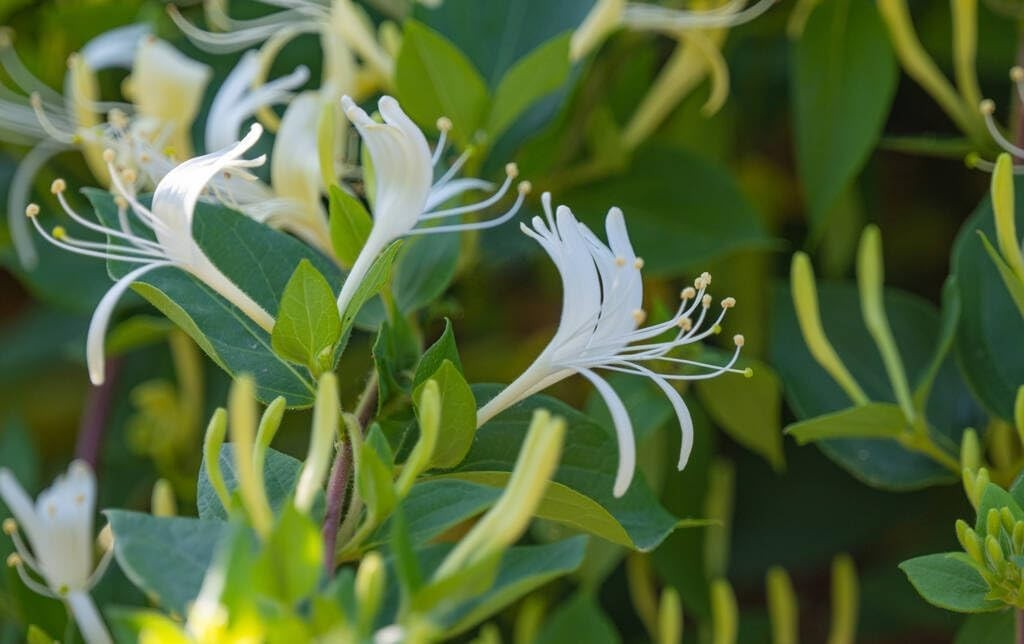 200 Honeysuckle Seeds – Non-GMO Heirloom, Fragrant Climbing Perennial Vine, Poll