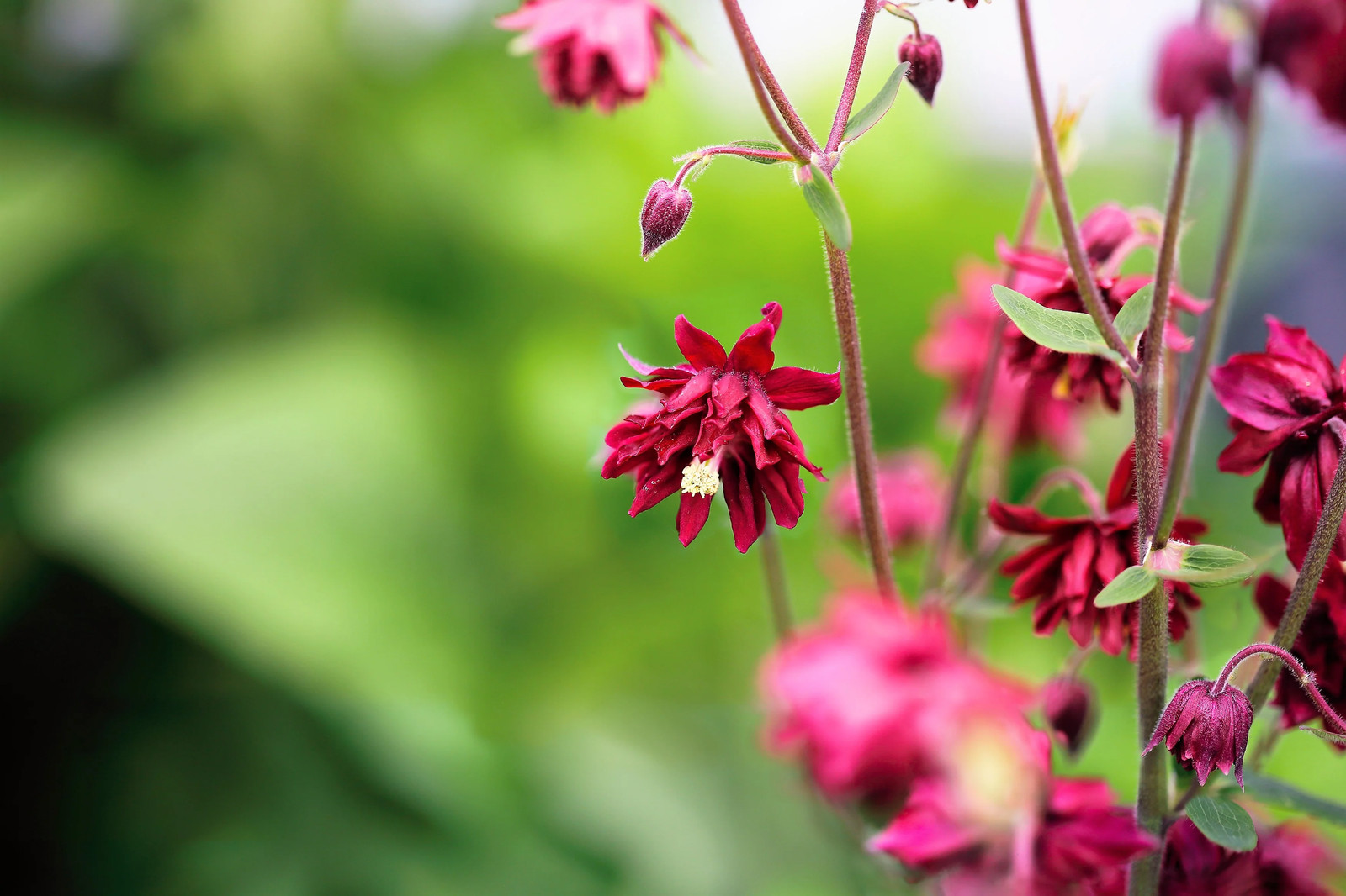 100 Mixed TALL DOUBLE COLUMBINE Aquilegia Vulgaris Red Pink Purple Flower Seeds