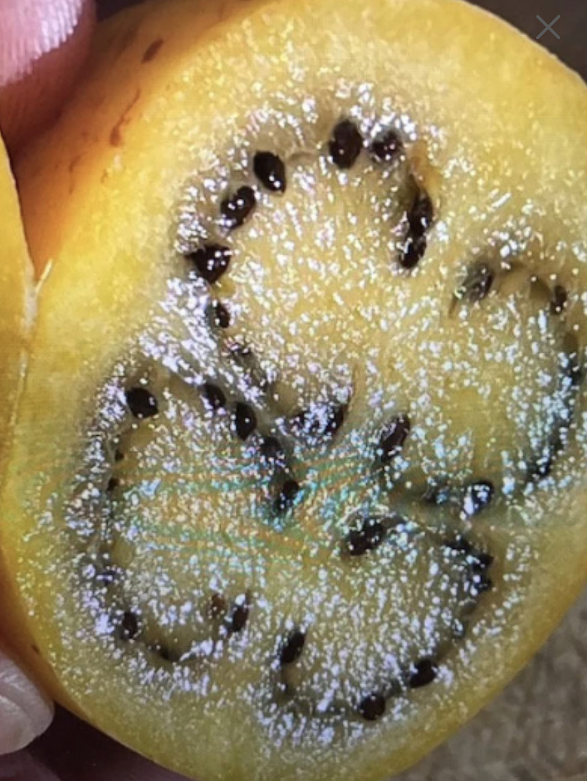 Super Rare and Tasty ! Brazilian Sunberry Organic Seeds (20). Solanum oocorum.