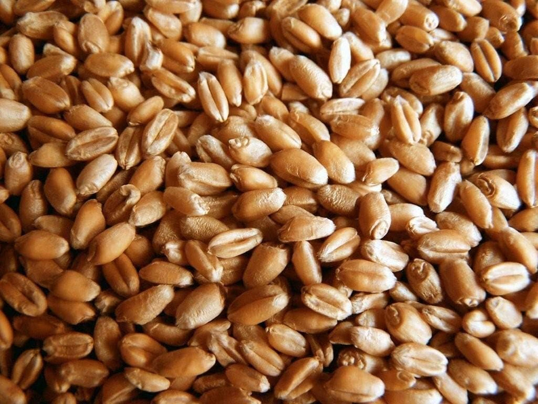 Organic Wheatgrass Seed – Certified Organic Hard Red Wheat by Powergrow (5 Pound