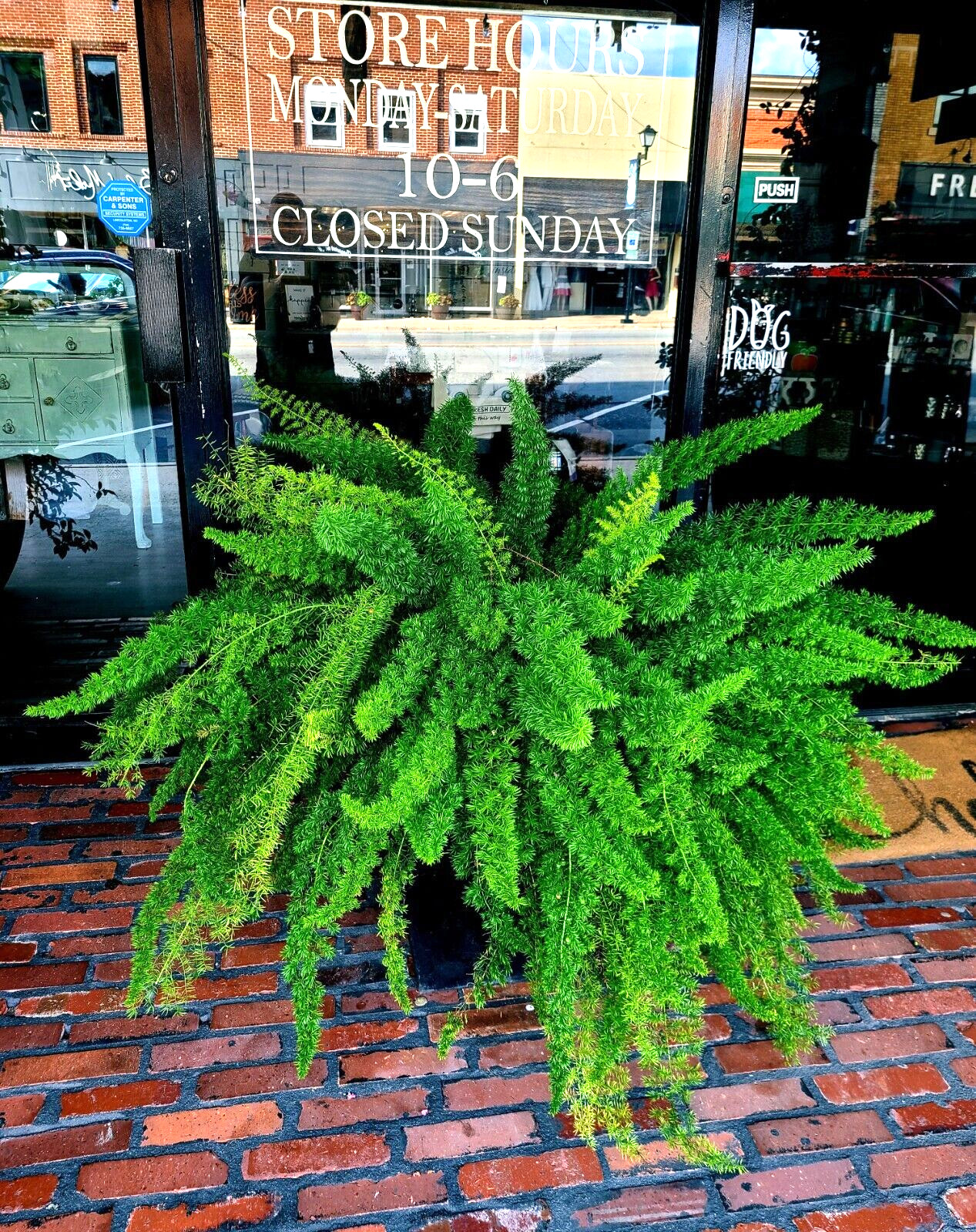 100 ASPARAGUS FOXTAIL FERN Seeds Myers Houseplant Tropical Flower Garden RARE!