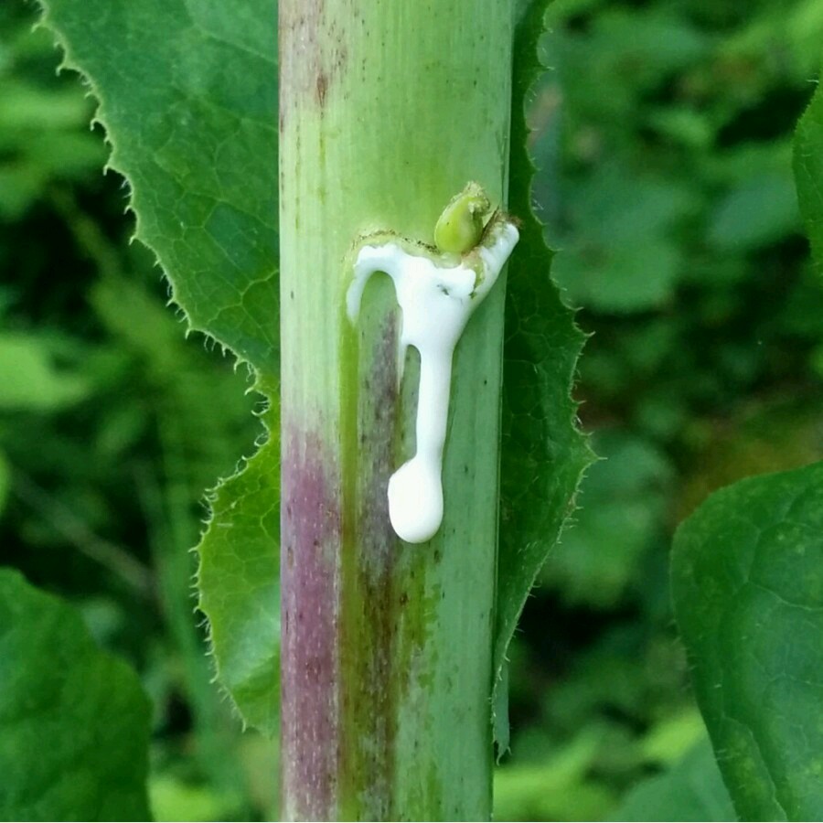 Lactuca virosa Seeds ~ 175+ Seeds ~ Wild Lettuce For Tea, Resin extract, Pain.