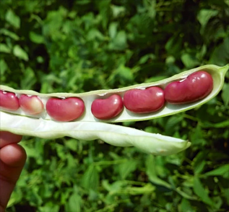 Dark Red Kidney Bean Seeds | For Planting Bush Chili Beans Vegetable Seed 2024