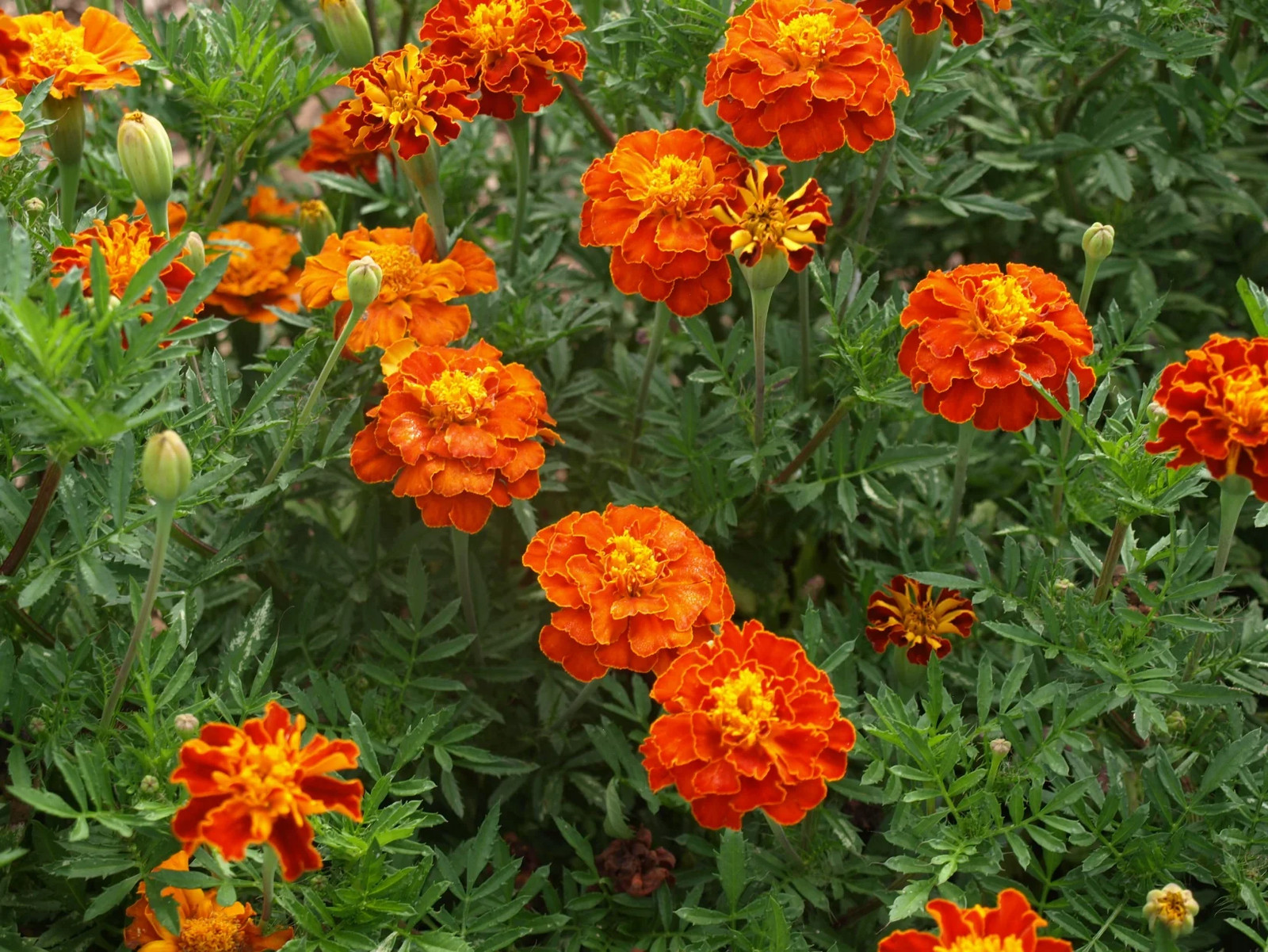 Sparky Mix French Marigold Seeds | Double Bicolor Flower Seed 2024 Fast Shipping
