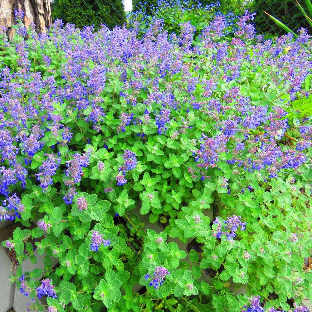Lemon Balm .443gr Approx 1250 Seeds ORGANIC Non GMO Free Shipping!