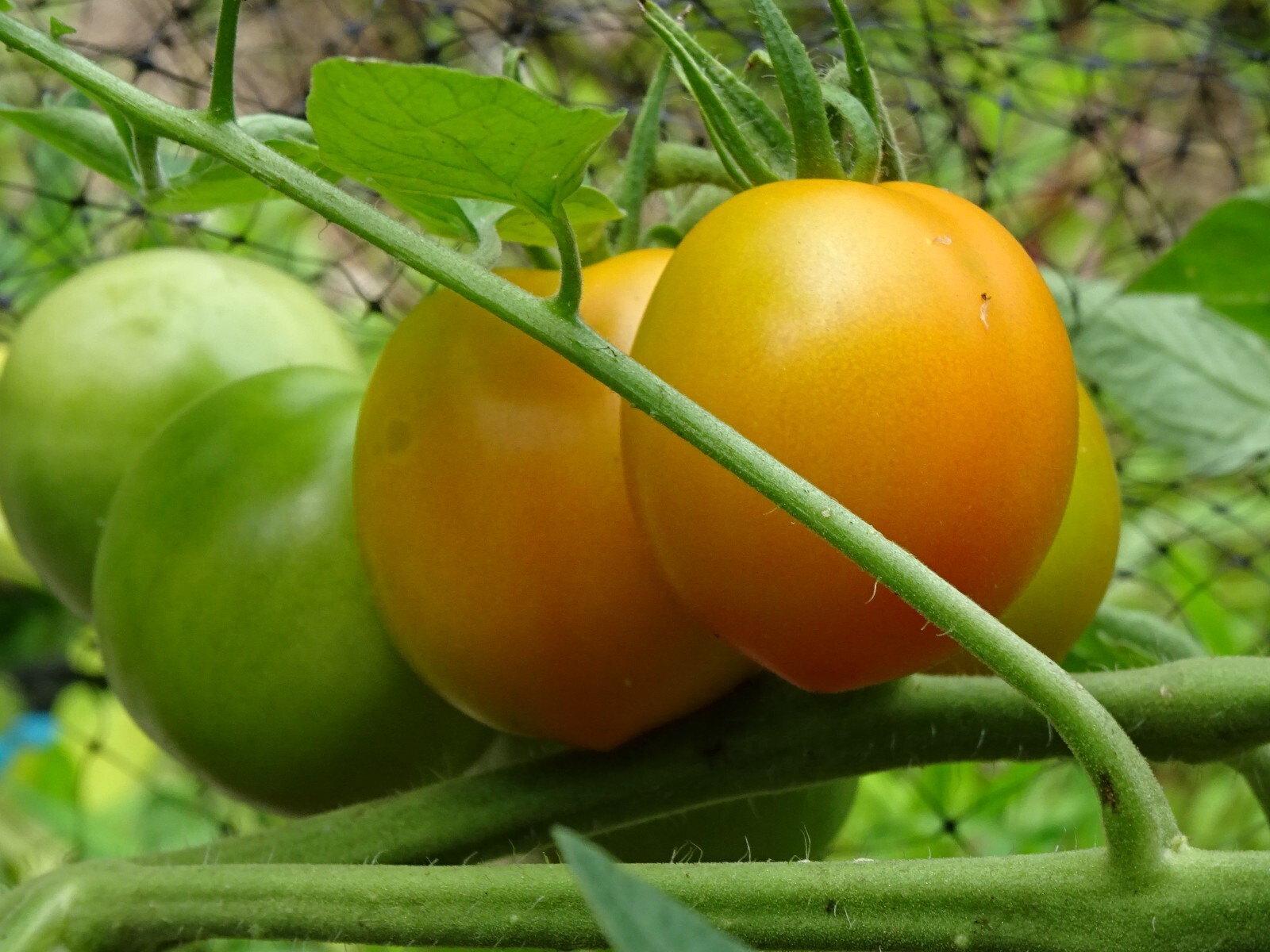 Extra Eros Zlatolaska Orange Heirloom Plum tomato 25seeds Organic from2024 RARE