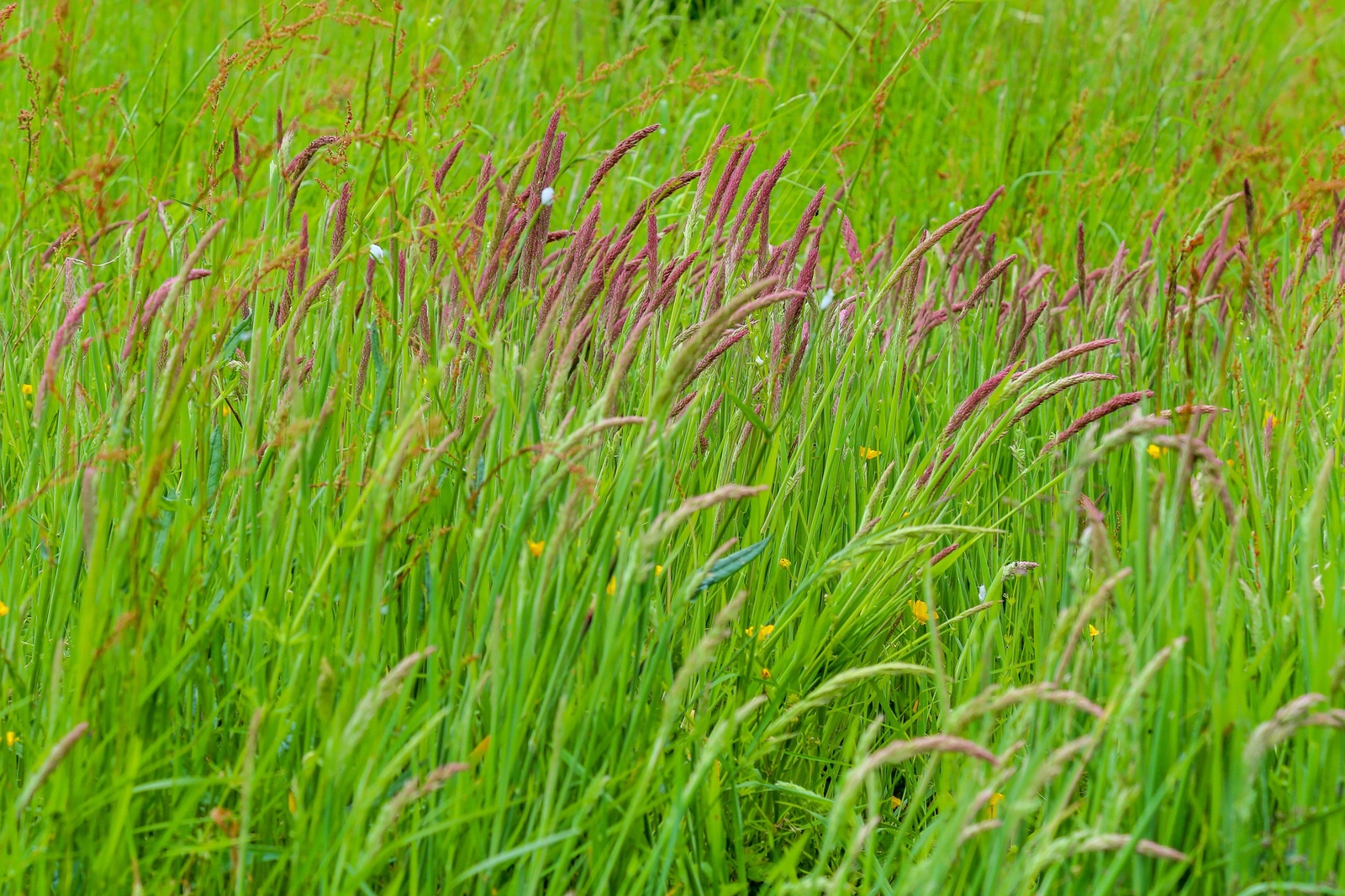 150 SWEET VERNAL GRASS Sweet Grass Vanilla Grass Anthoxanthum Odoratum Seeds