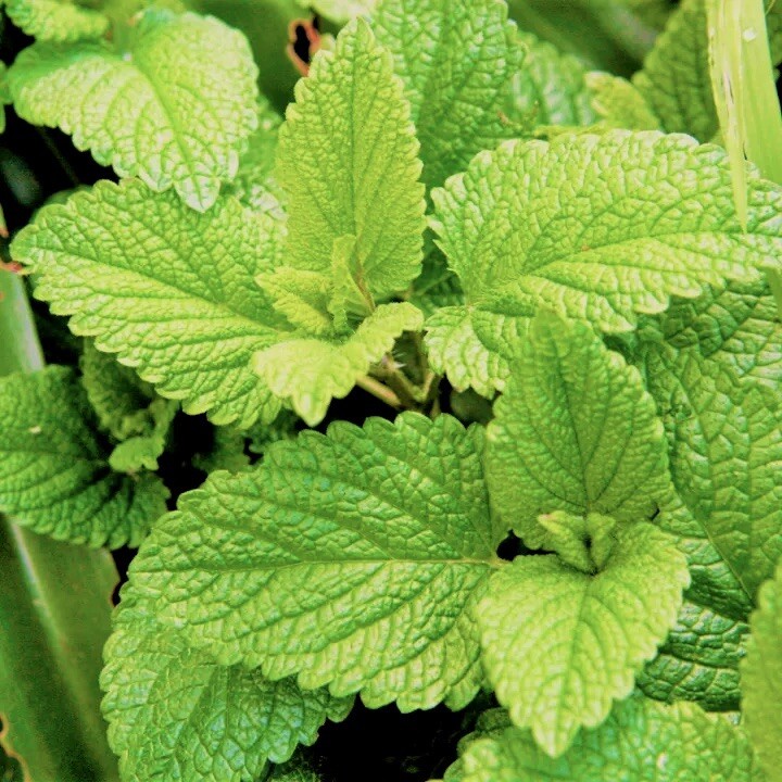 300 + Spearmint Seeds ! Fresh Seeds ! Mentha Spicata! Non-Gmo . Free Shipping