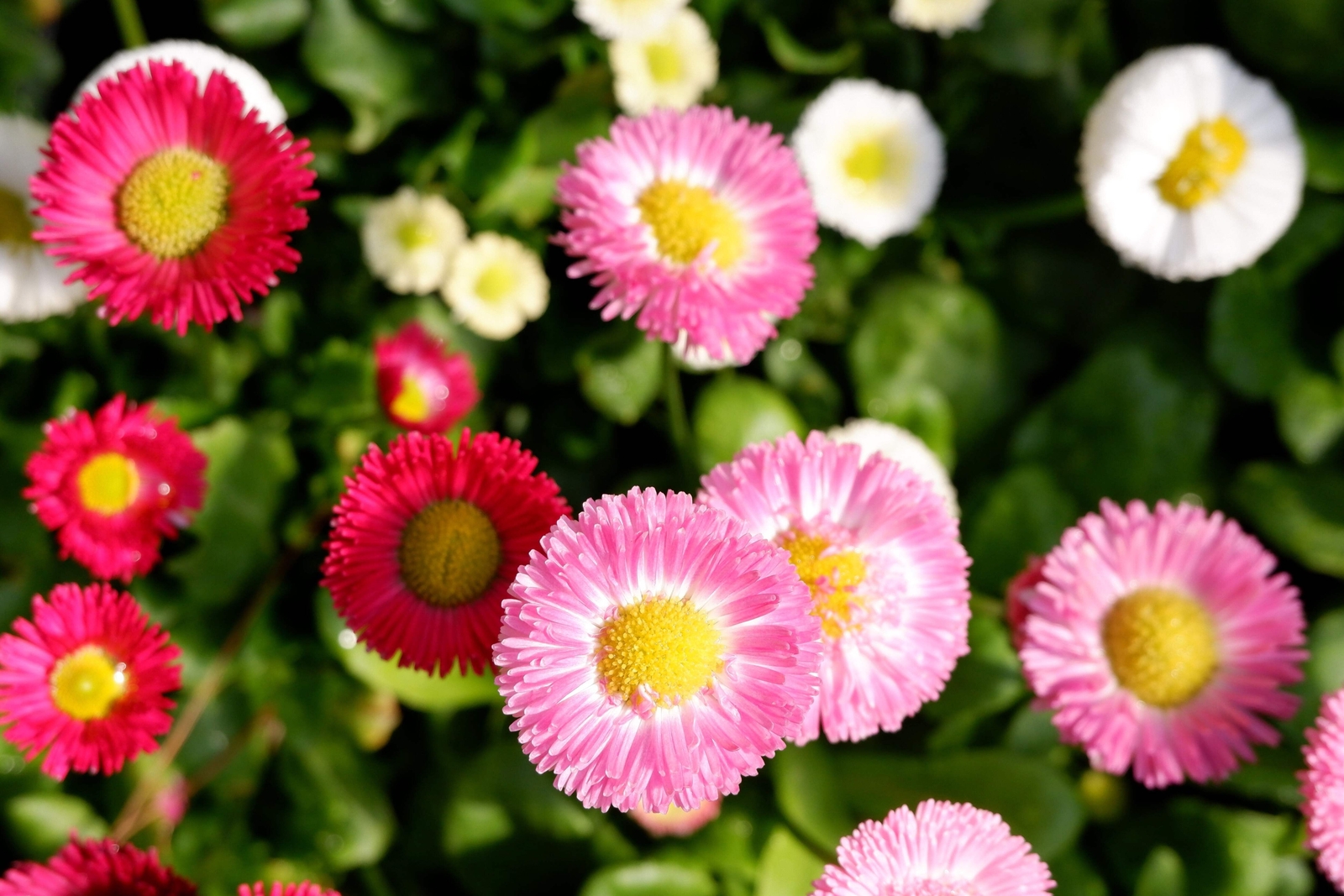 100 MIXED Colors ENGLISH DAISY Bellis Perennis Flower Seeds