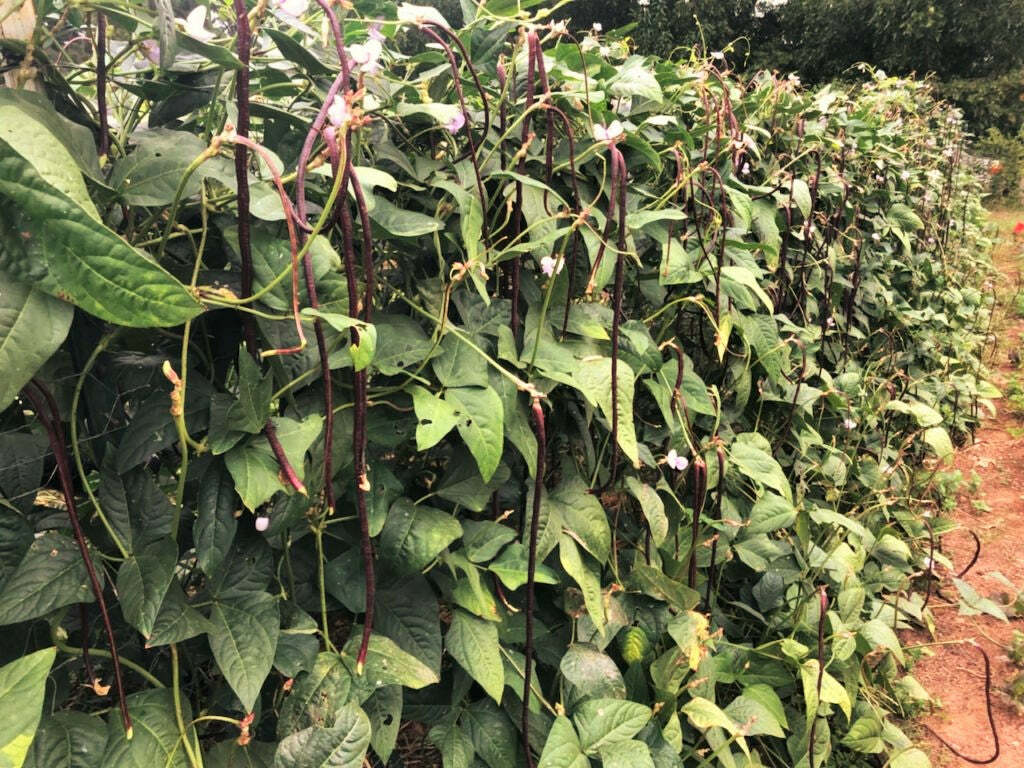 5 Colors Mix Yard Long Bean Seeds | Multi Variety Pole Asian Vegetable Seed 2023