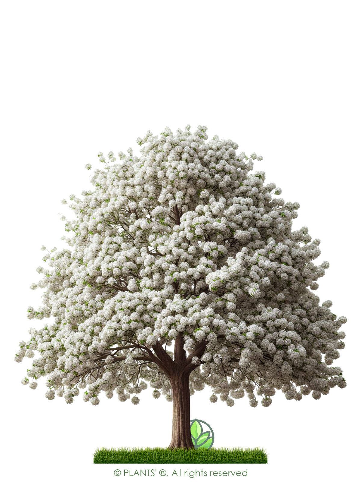European Pear Tree | Premium Seeds | Pyrus communis ‘Spring’ | Plants’®