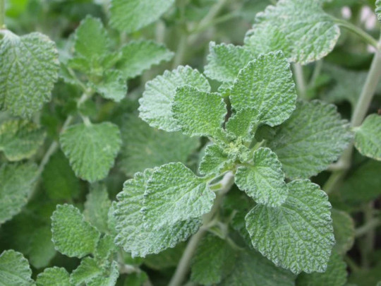 Horehound (Marrubium vulgare) organically grown, qty 100 seeds, DEER RESISTANT!